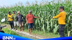 Polisi Cinta Petani, Polsek Jogoroto Pantau Pertumbuhan Jagung untuk Dukung Ketahanan Pangan Nasional