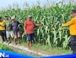 Polisi Cinta Petani, Polsek Jogoroto Pantau Pertumbuhan Jagung untuk Dukung Ketahanan Pangan Nasional