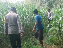 Bhabinkamtibmas Polres Jombang Dampingi Petani Jagung di Kabuh, Perkuat Ketahanan Pangan Nasional