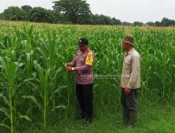 Bhabinkamtibmas Polsek Ngoro Monitoring Lahan Jagung, Perkuat Ketahanan Pangan Nasional di Jombang