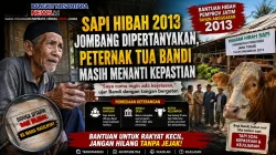 Sapi Hibah 2013 Jombang Dipertanyakan, Peternak Tua Bandi Masih Menanti Kepastian