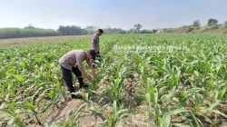 Polsek Jogoroto Kawal Ketahanan Pangan, Tanaman Jagung Petani Jombang Tumbuh Subur