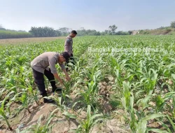 Polsek Jogoroto Kawal Ketahanan Pangan, Tanaman Jagung Petani Jombang Tumbuh Subur